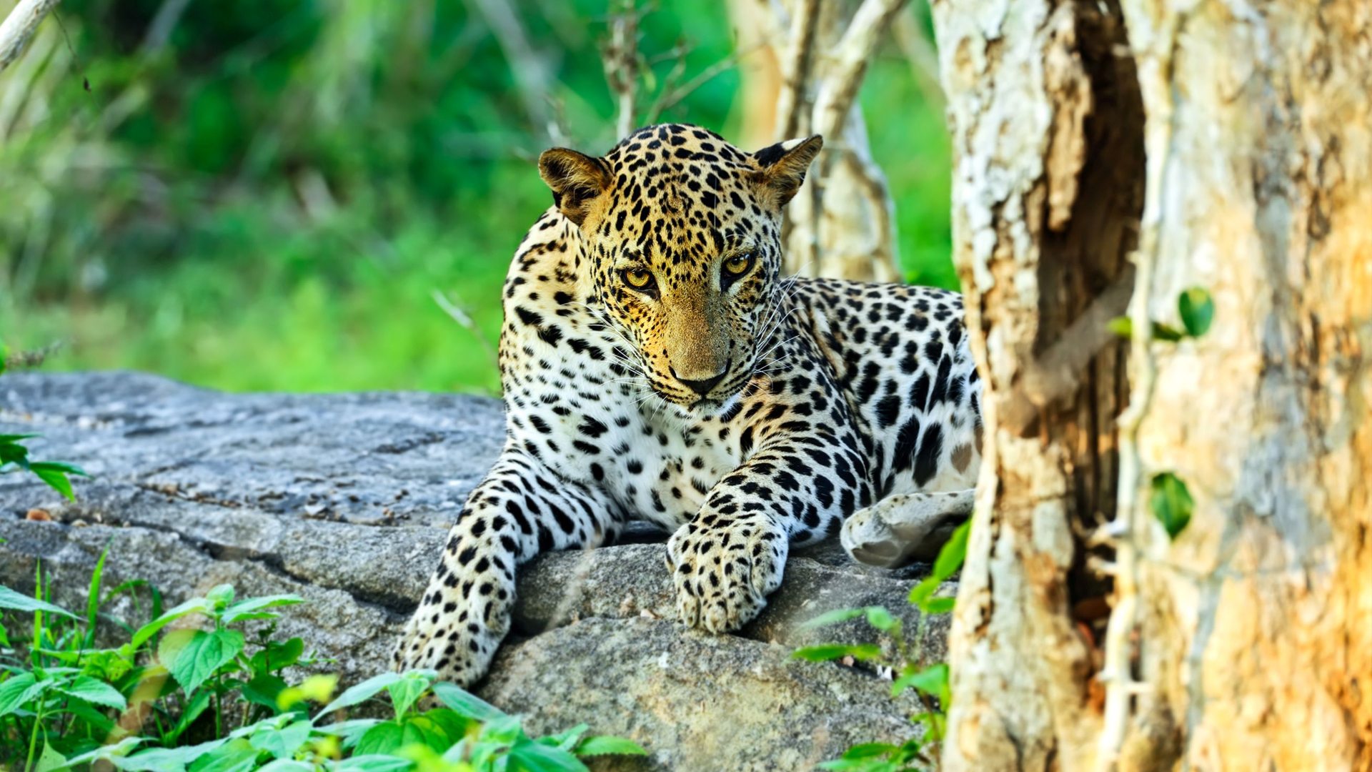 Yala Safari - Sacred tourism in Sri Lanka