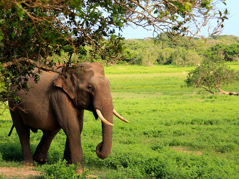 Asian elephant herd at Yala National Park safari, Sri Lanka