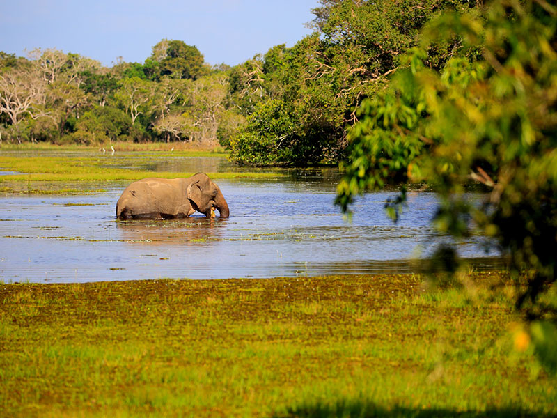 Yala National Park safari from Kataragama - wildlife adventures